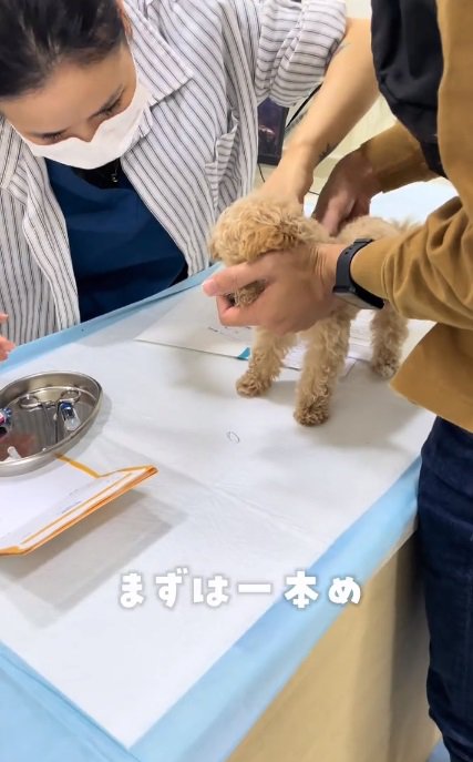 1本目の注射をされるこむぎくん