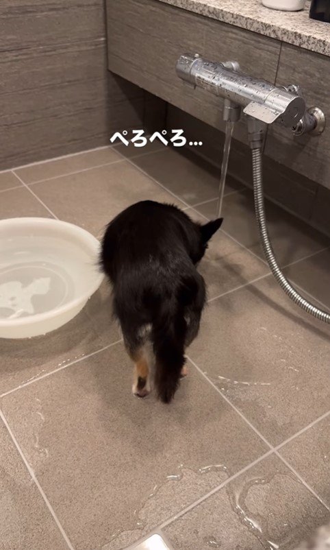 伏せ湯を楽しむすずちゃん