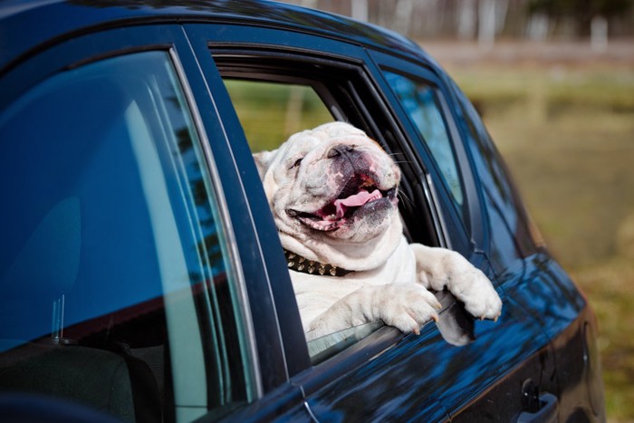 車から顔を出す犬