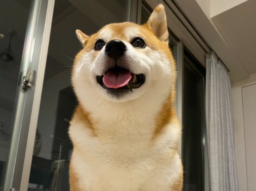 可愛すぎる