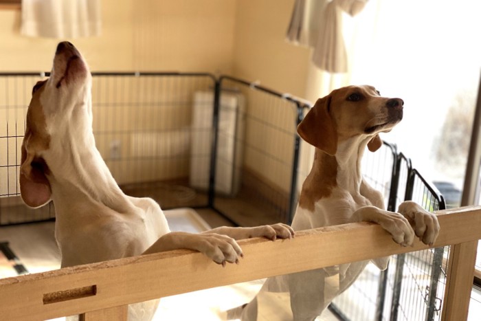 サークルの中で吠える犬