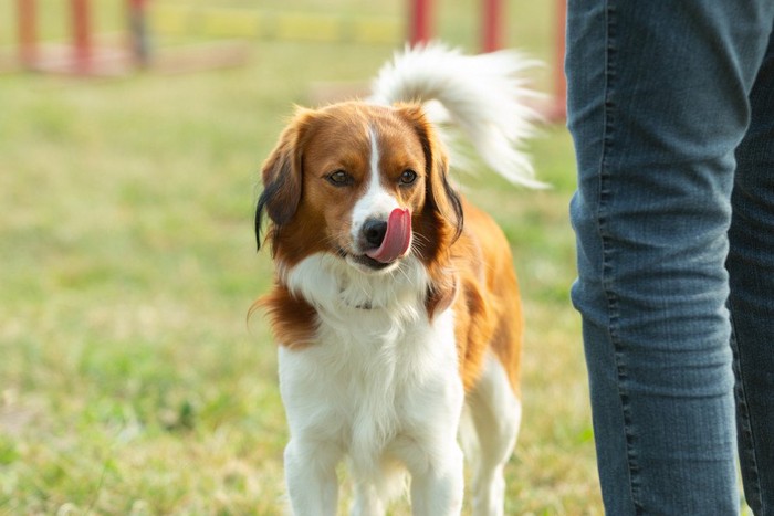 自分の鼻先をペロリと舐める犬