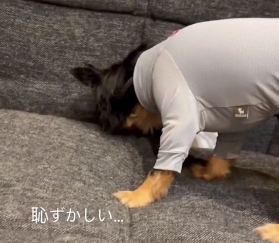 顔をクッションに押しつける犬
