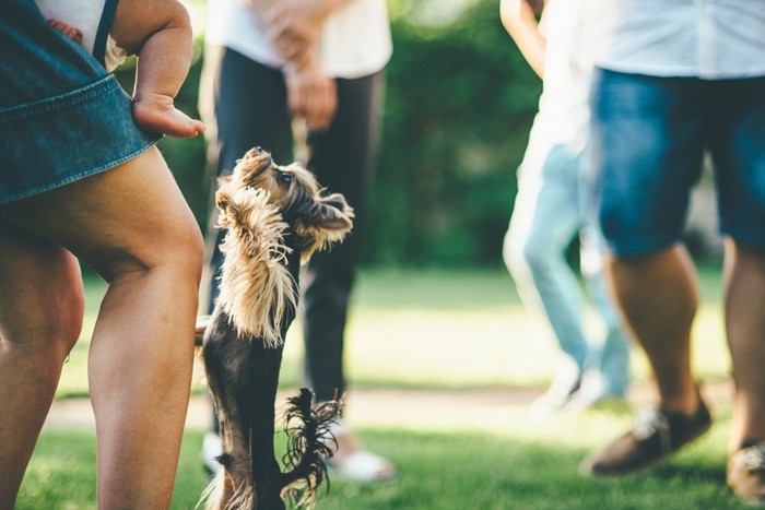 飼い主に飛びついている犬の写真