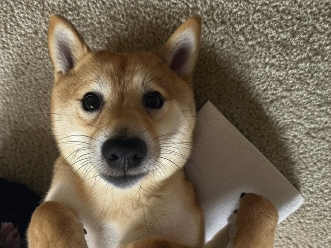 甘えん坊