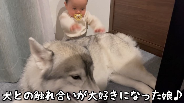 先住犬もんちゃんと育ってきた♪