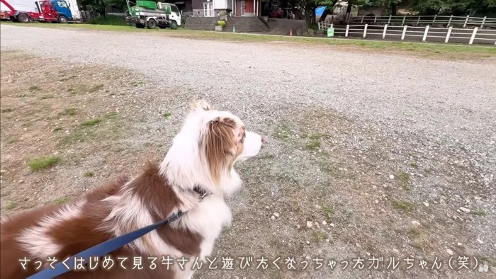 牛さんがいる！