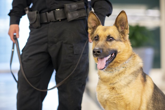 訓練士の隣に立つ警察犬