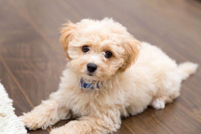 子犬