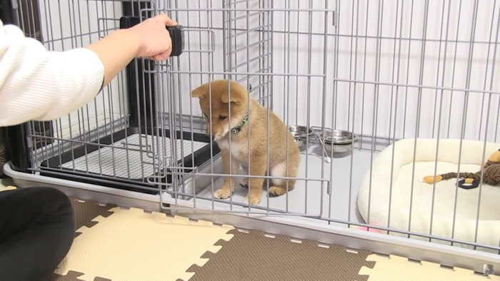 ケージの中で座る柴犬