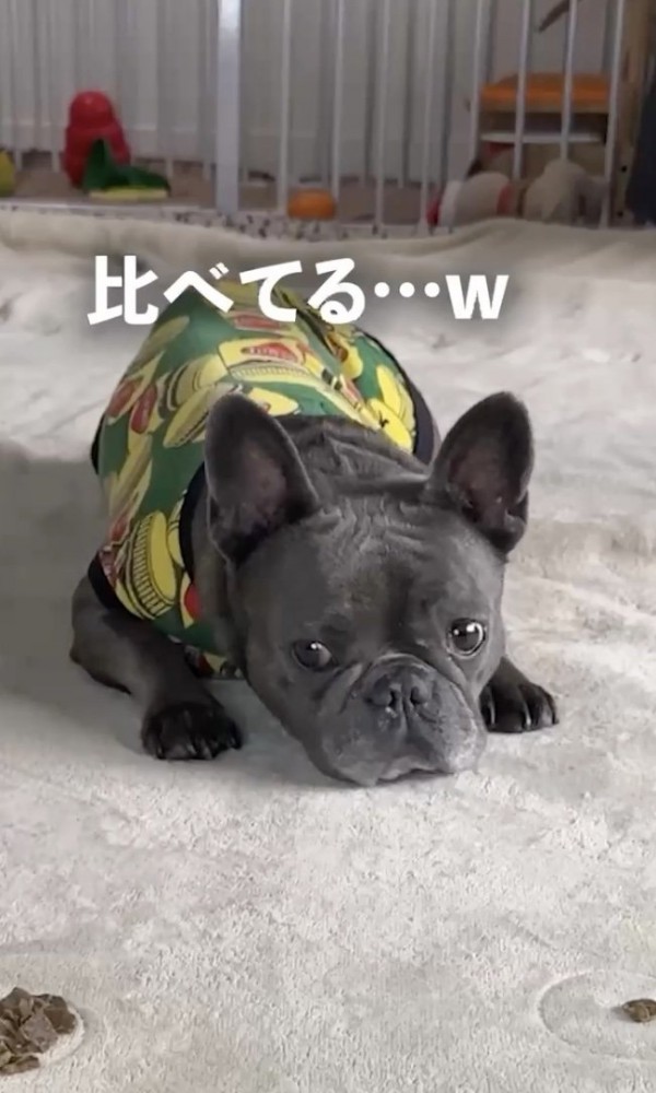 見比べる