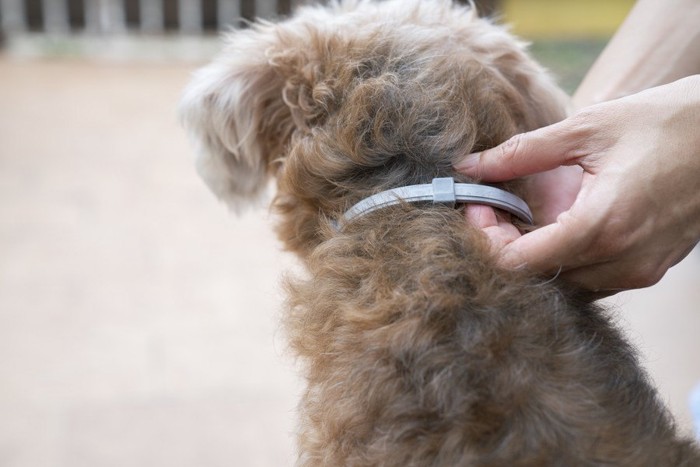 首輪をつけられる子犬