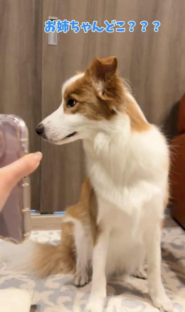 横を見る犬