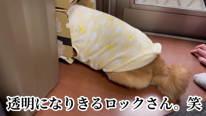 透明になりきってる