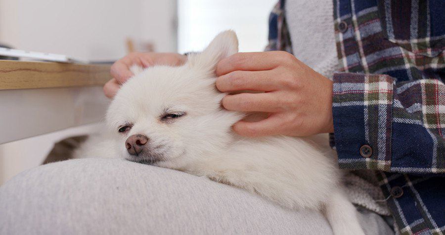 耳を触られうっとりする犬