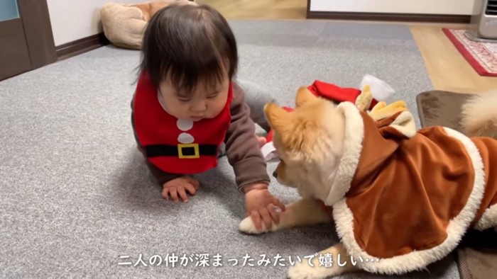 ポメくんの前足をにぎる甥っ子ちゃん