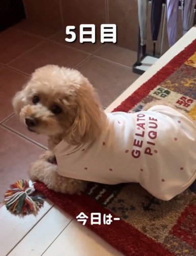 振り向く犬