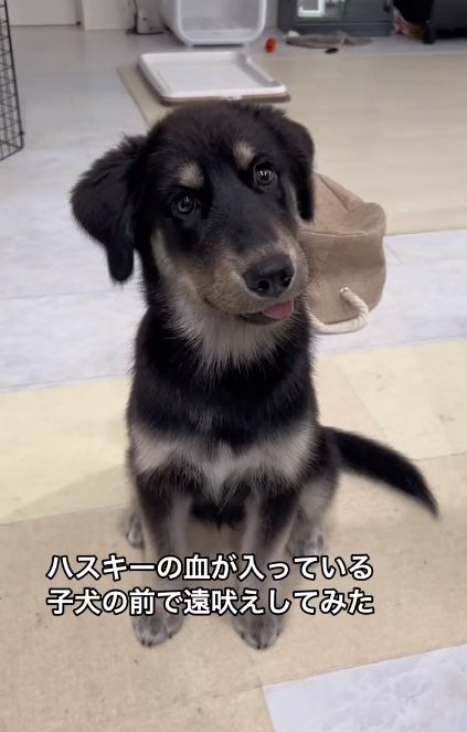 ゴベリアンのルアちゃん