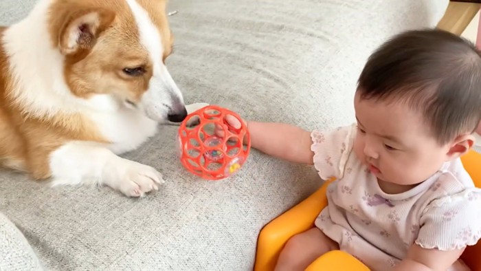 ボールを差し出す赤ちゃんと犬