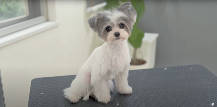 トリミングを終えた小型犬