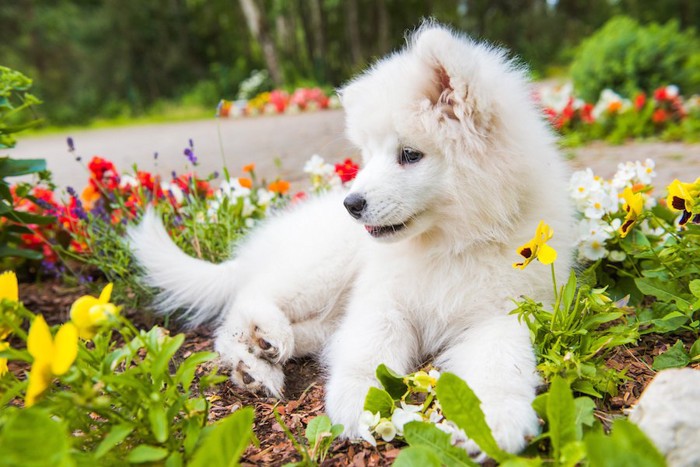 花壇の上で寝そべって休む子犬