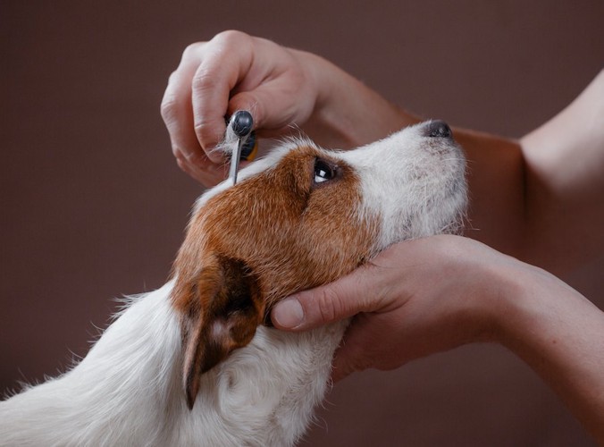 頭をブラッシングされている犬