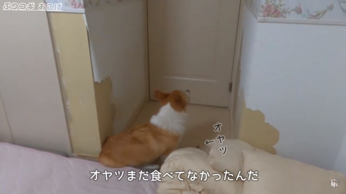 おやつにも興味がないおこげくん