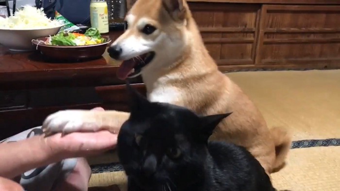 「2匹分芸をするから、おやつ多くちょうだい♪」