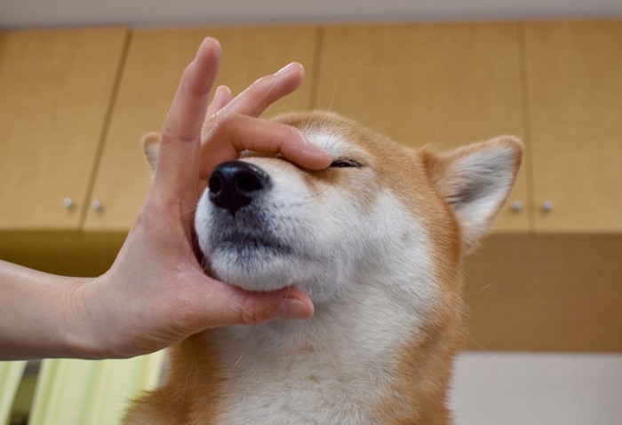 マズルを掴む