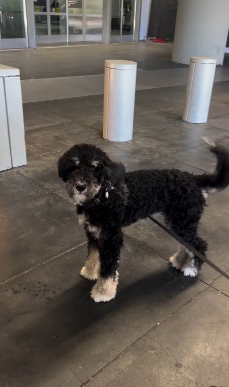 フランくんとママさんの再会8