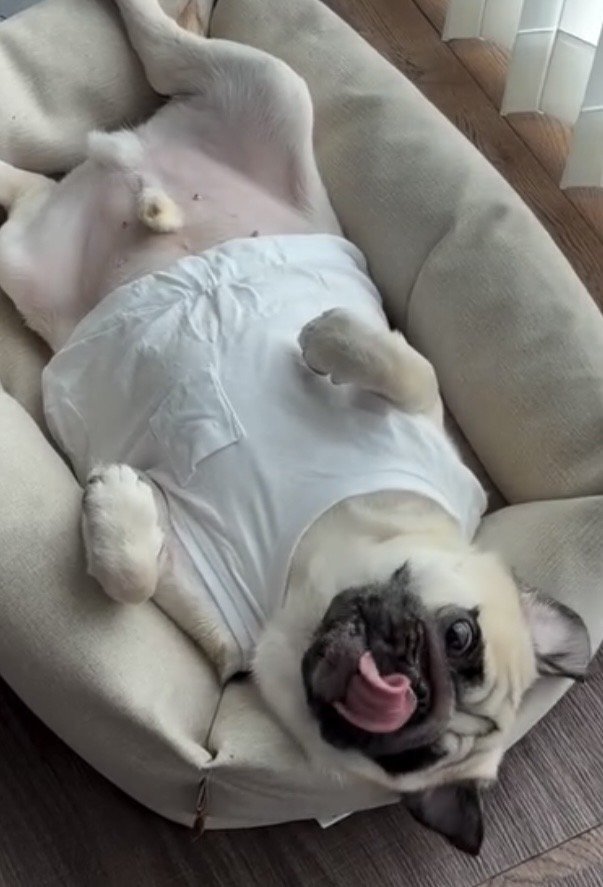 寝転びながら鼻を舐める犬
