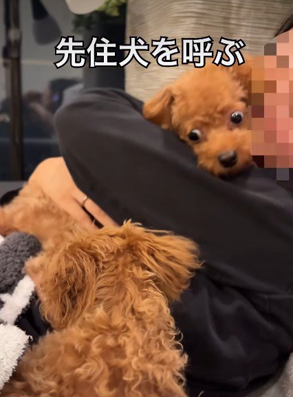 雲ちゃんを抱っこしてみたら?