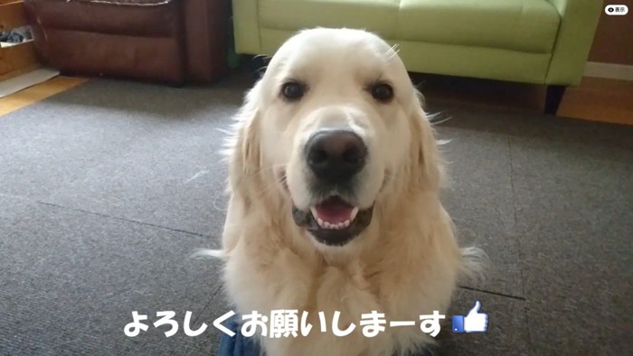 ギンちゃんの表情の変化⑩