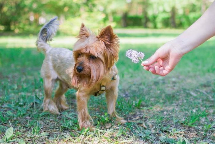 花を差し出す手と顔をそらす犬 