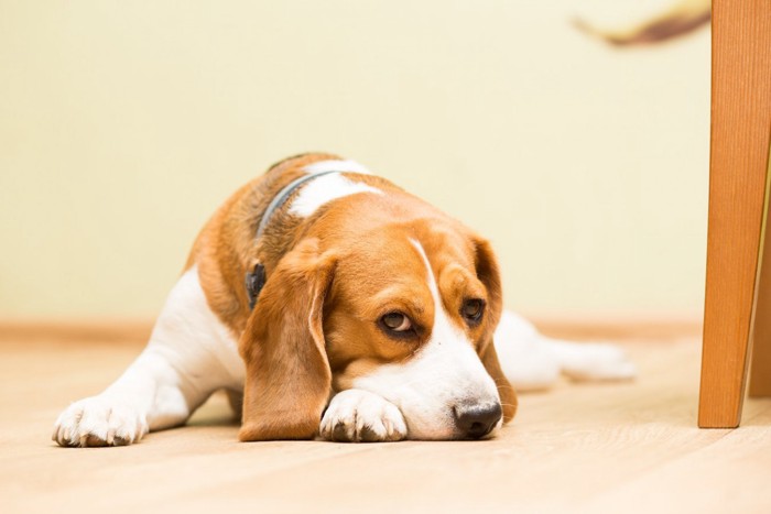 不満そうに見つめる犬