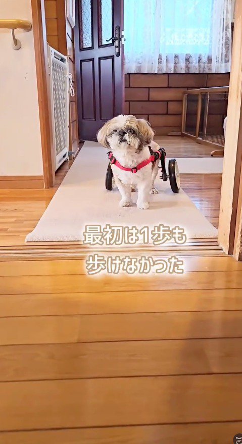 車椅子を着けて立ち止まる犬