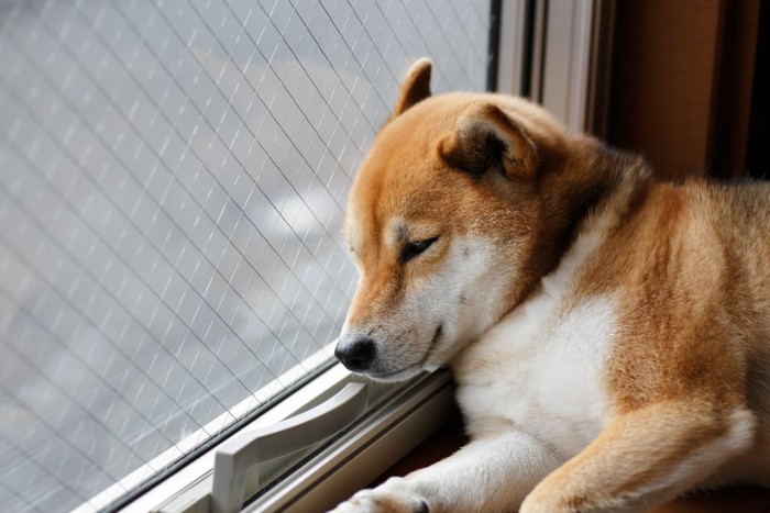 窓際で寝ている犬