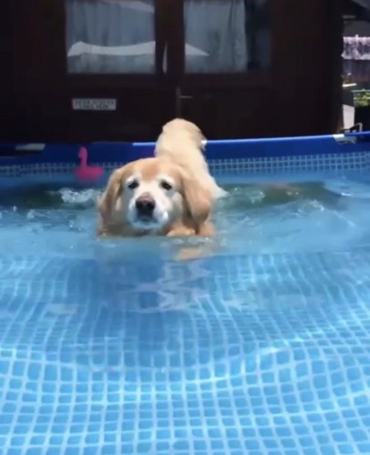 プールに入る犬2