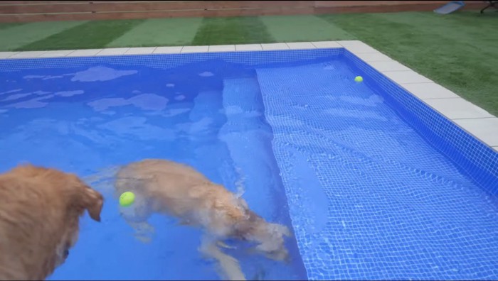 水に潜ってオモチャを拾うクリーム色の犬