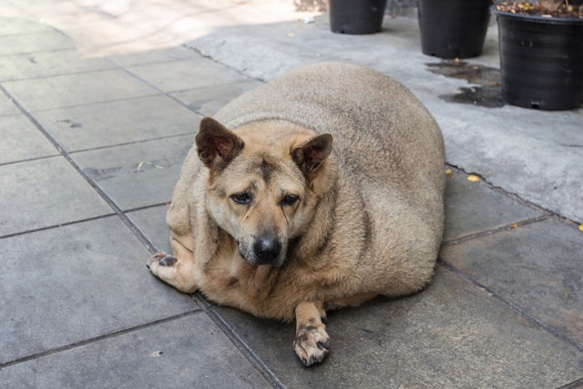 太りすぎている犬