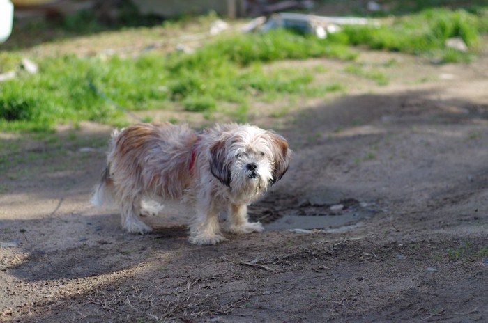 散歩中に立ち止まってこちらを見る犬