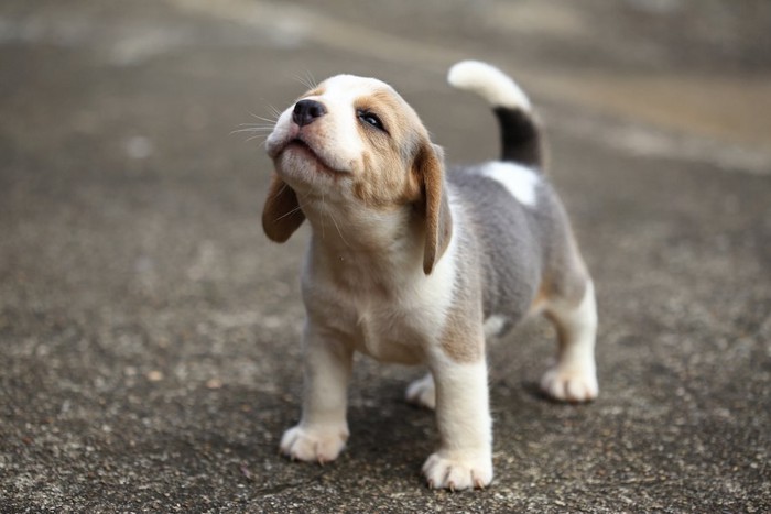 笑顔で顔を上げる子犬