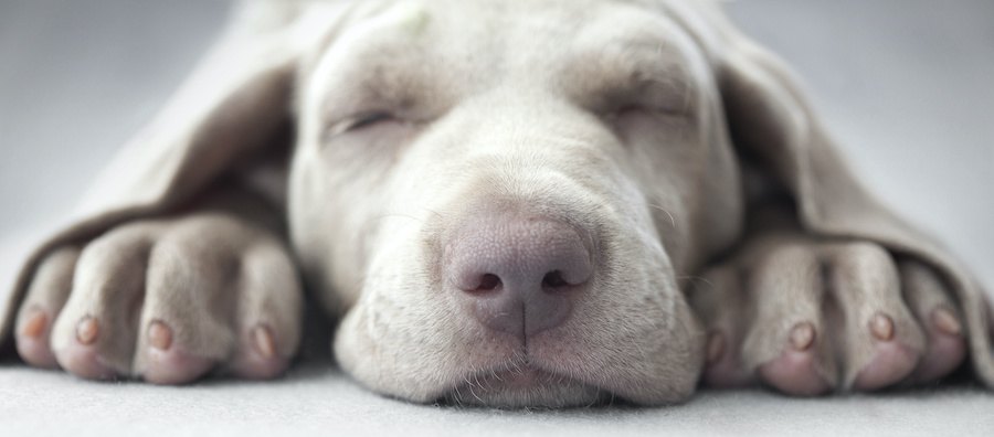 伏せて眠っている犬の顔アップ