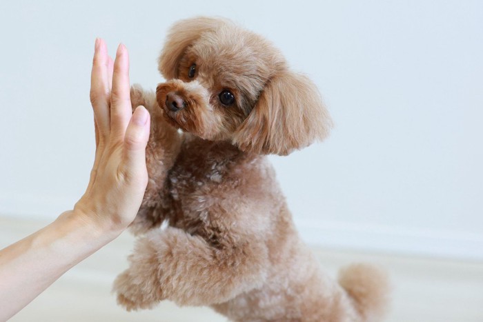 トイプードル、手を合わせる