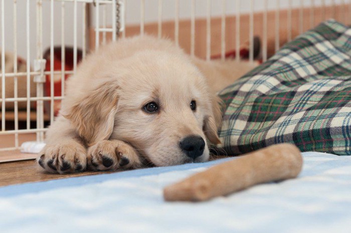 床で伏せをするゴールデンの子犬