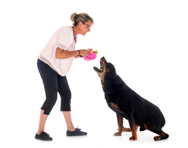 飼い主に吠える犬