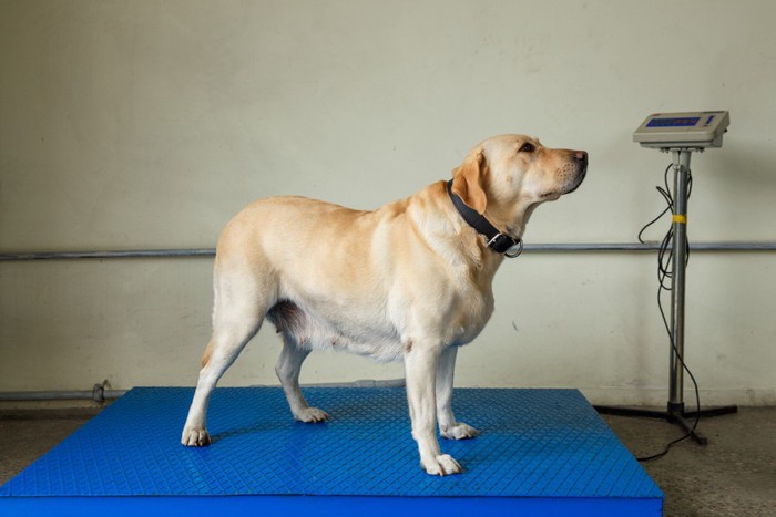 犬が体重計に乗っている