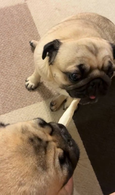 食べ物の取り合いをする小型犬たち