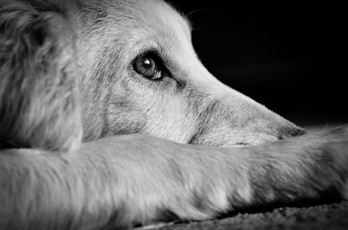 犬のモノクロ写真