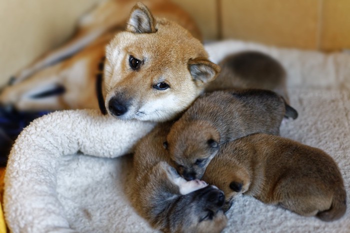 子犬と親犬